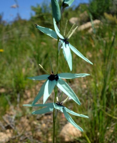 Ixia viridiflora opening wide but no dentist